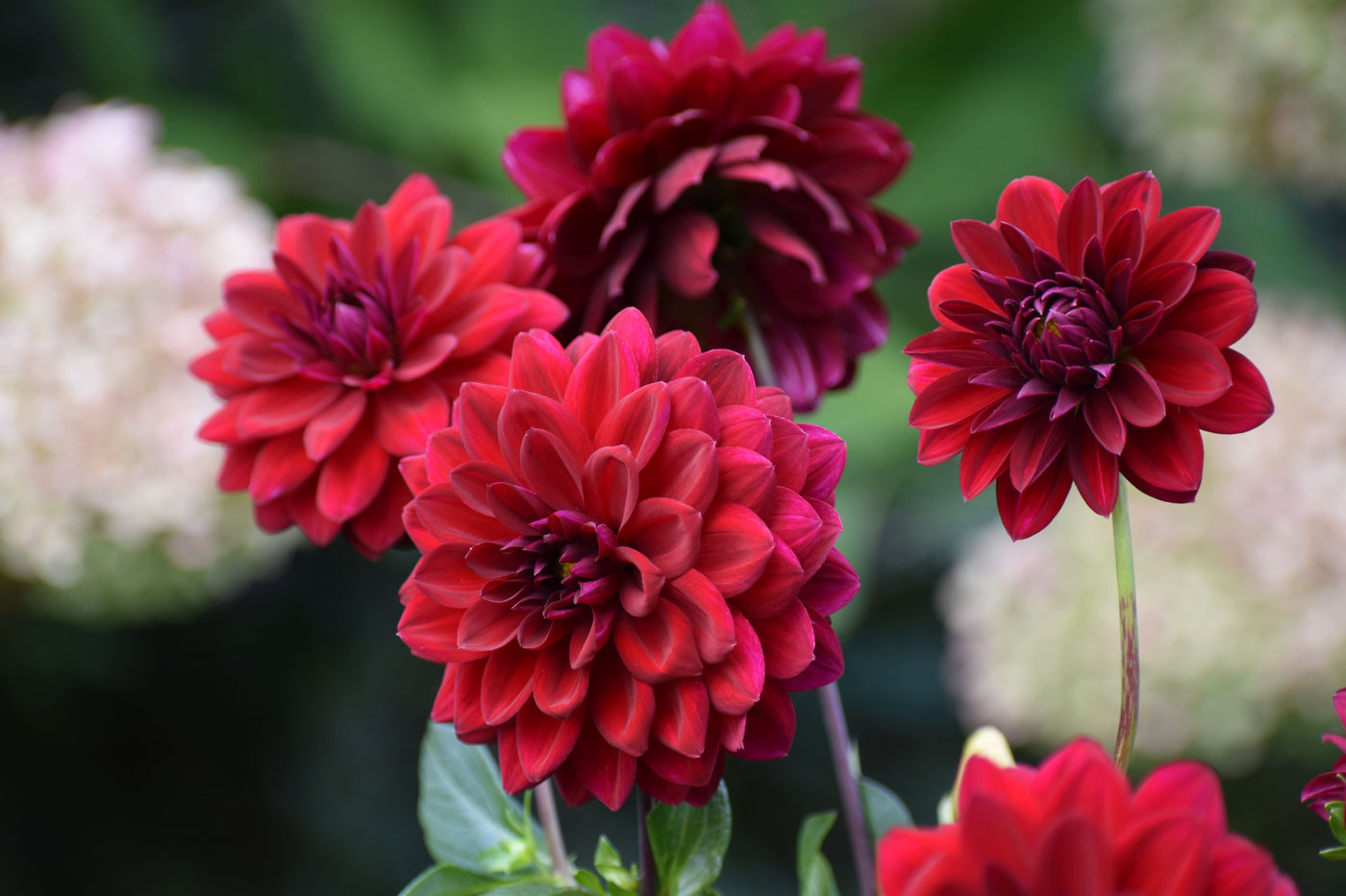 How to Sow Dahlia Tubers for a Spectacular Garden