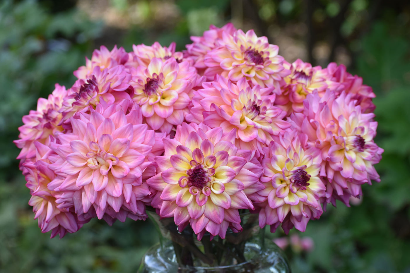 Do Dahlias Continue to Open After Cutting?
