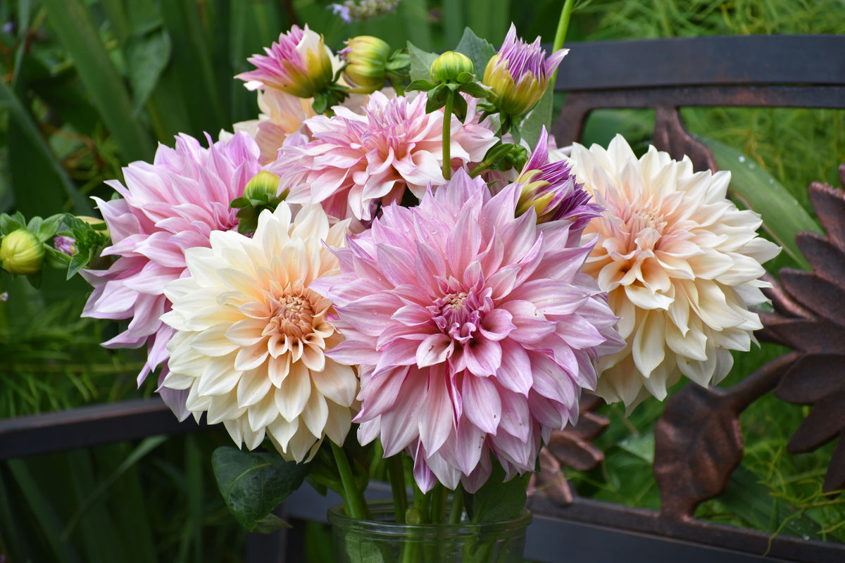How to Cut Dahlias to Keep Them Blooming All Season