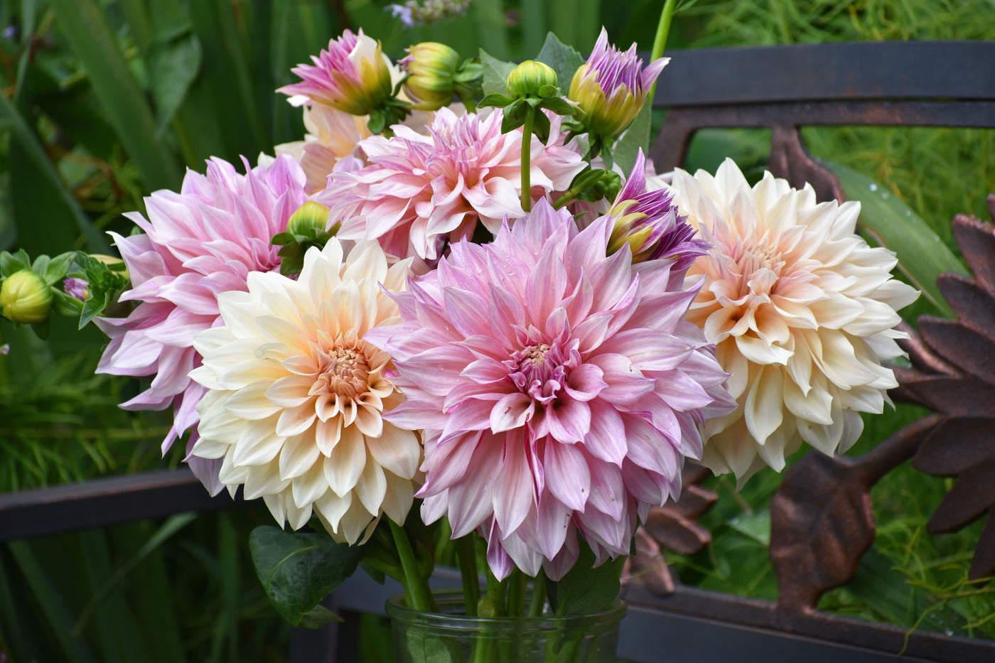 How to Keep Cut Dahlias From Wilting