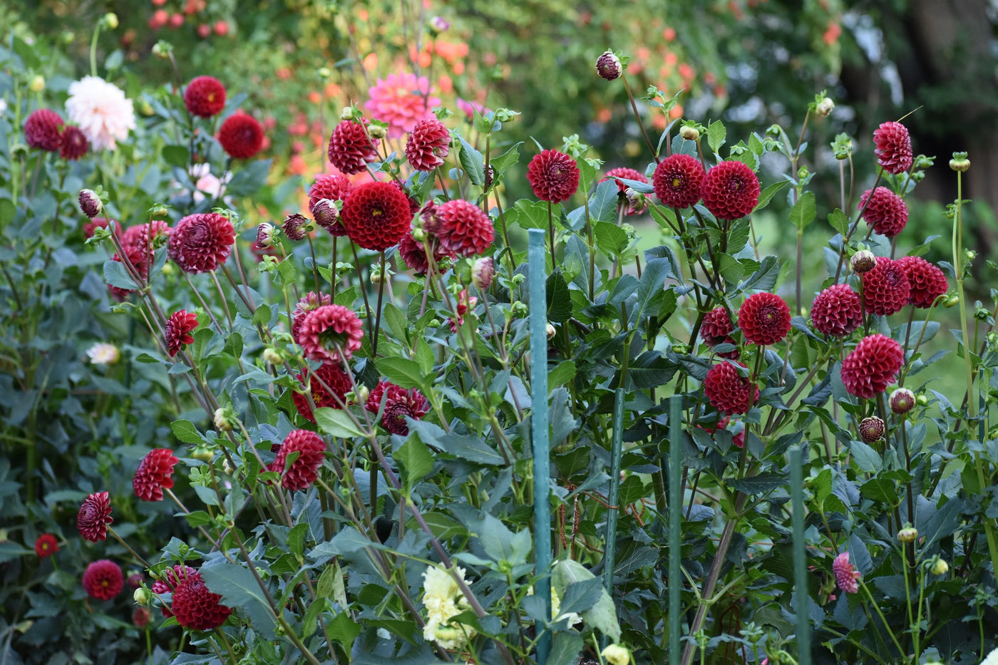 Are Dahlias Full Sun Plants?