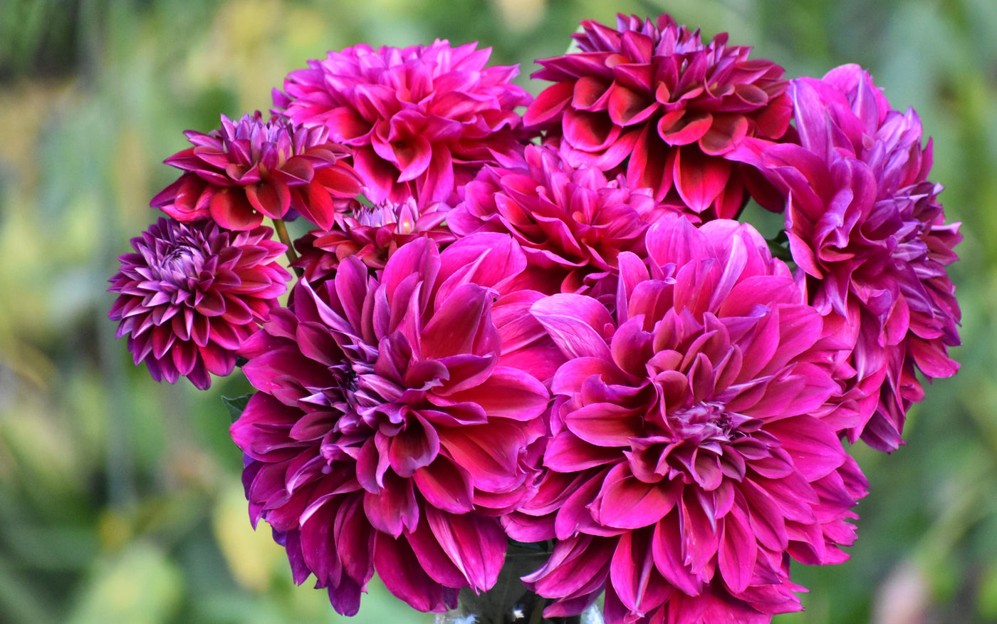 Can You Store Dahlia Tubers in Vermiculite?