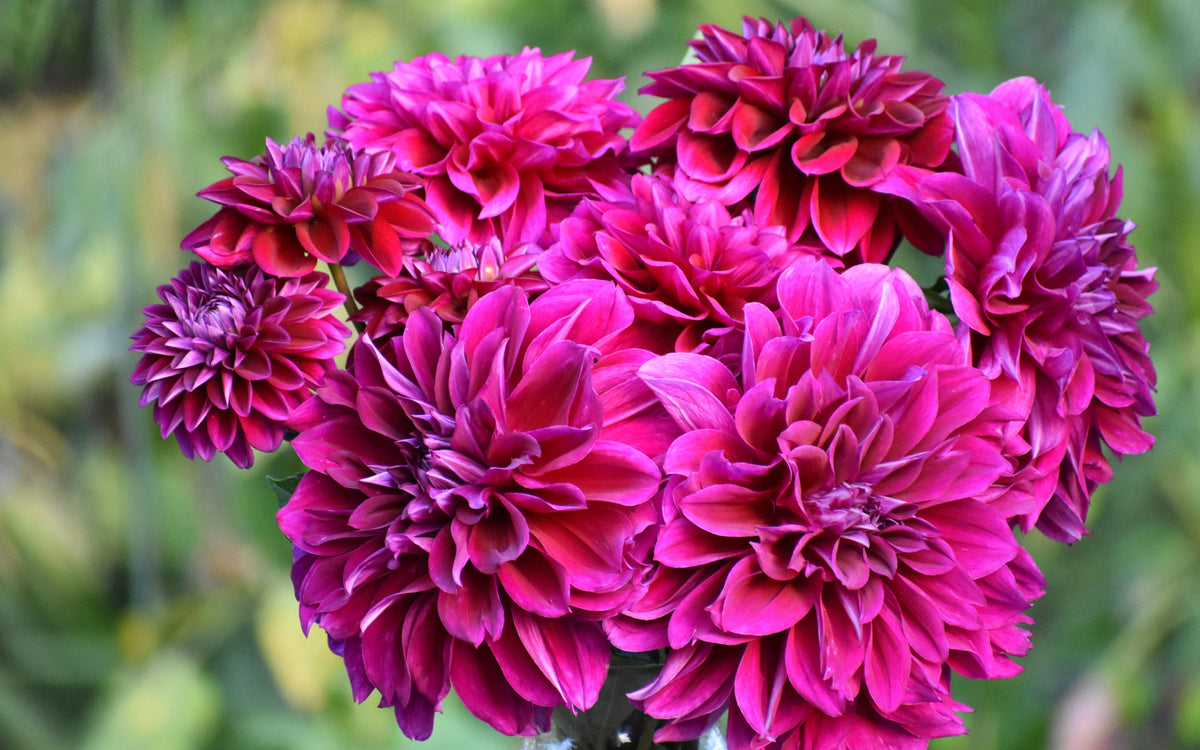 How to Divide Dahlia Tubers