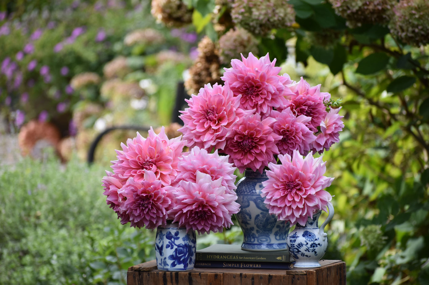 Will Dahlia Buds Bloom After Cutting?