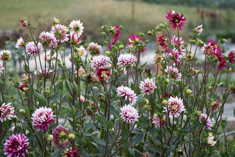 How Early Can You Start Dahlia Tubers Indoors?