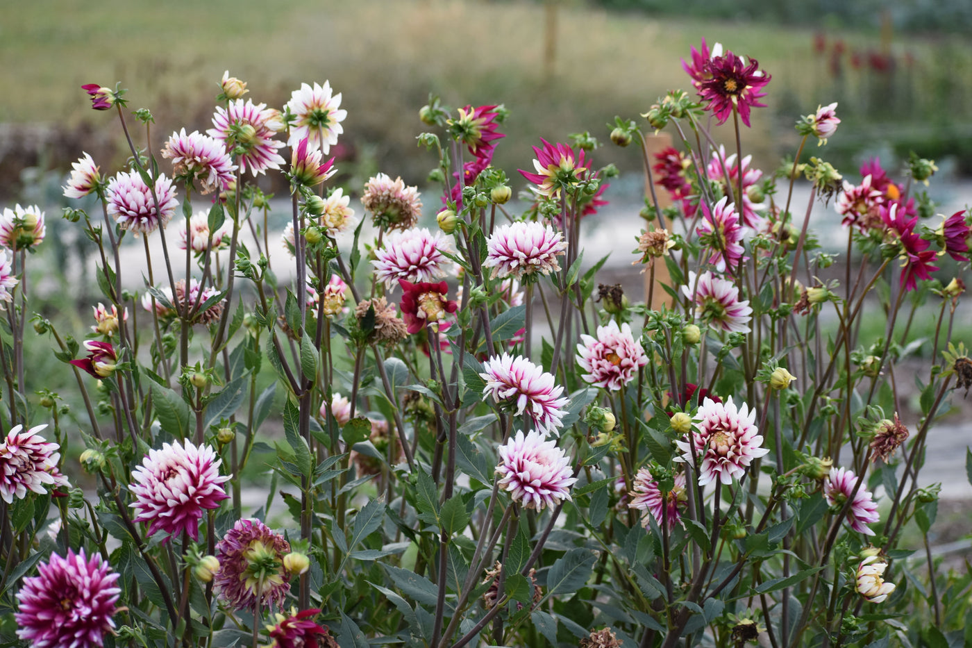 How Do I Store Dahlia Bulbs?