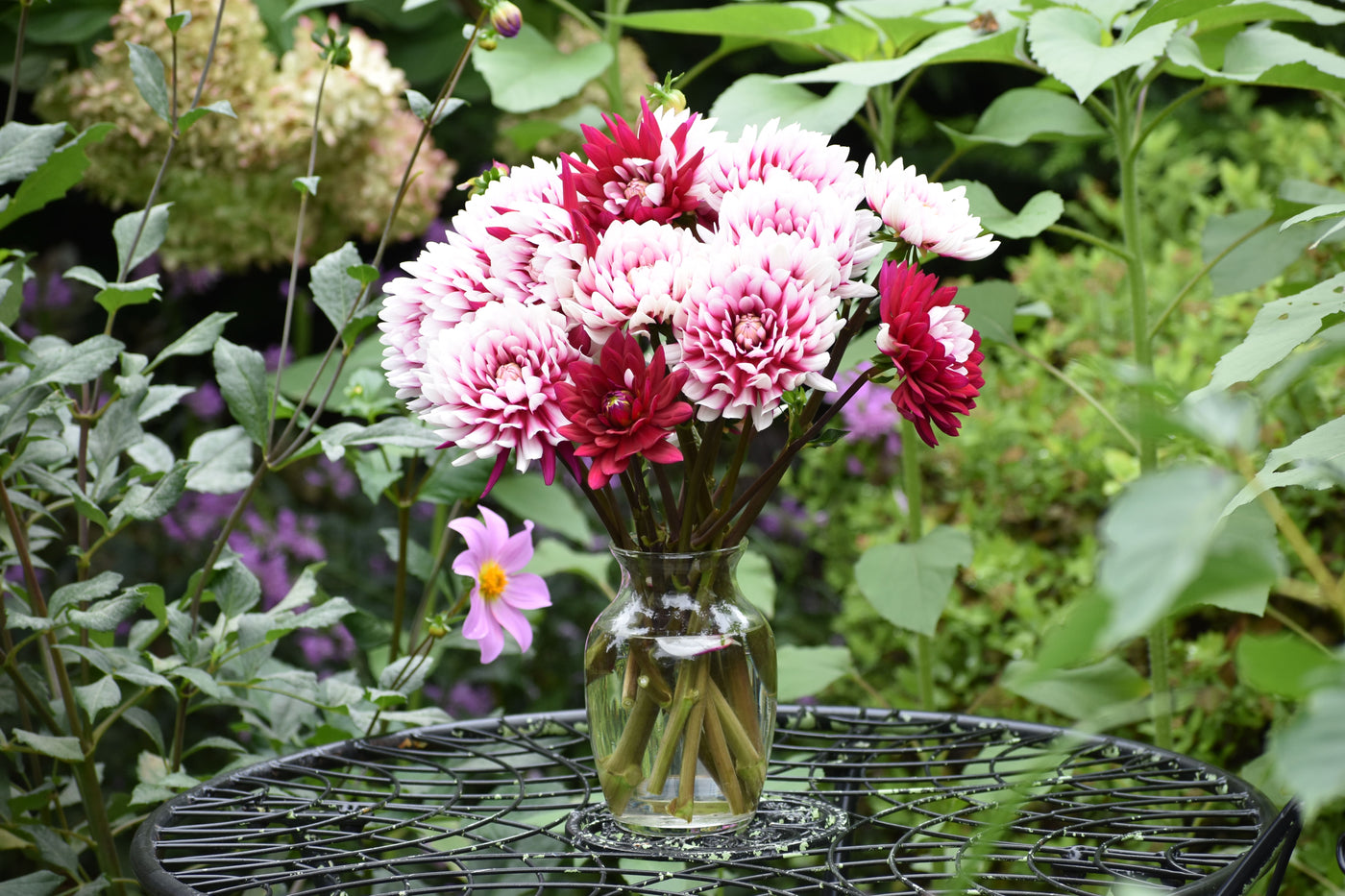 How Far Apart Should Dahlia Tubers Be Planted?