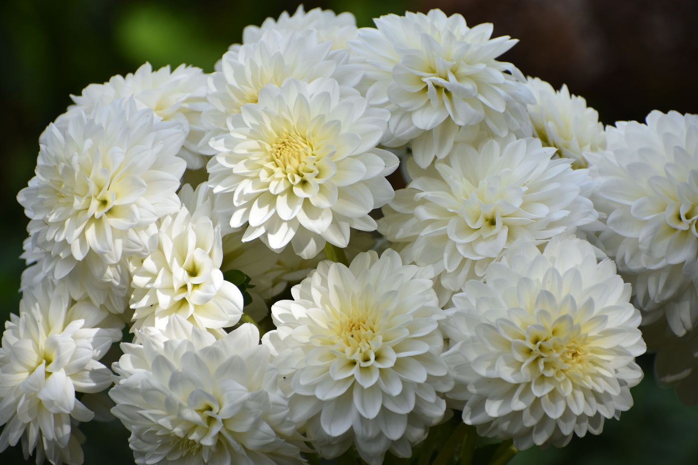 How to Grow Cafe au Lait Dahlias for Stunning Blooms