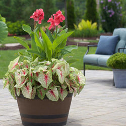 Design Tips for Growing Summer Bulbs in Containers