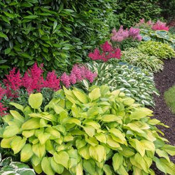 Design Tips for Shady Gardens