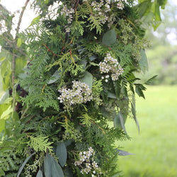 Best Ground Covers for Shade