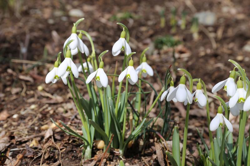 Earliest Bulbs for Spring Gardens