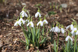 Earliest Bulbs for Spring Gardens