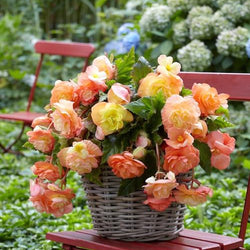 Easy Summer Bulbs for Shady Containers