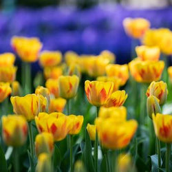 FAQs - Fall Planted Bulbs