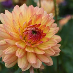 FAQs - General Bulbs and Plants