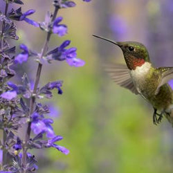 Flowers That Attract Hummingbirds