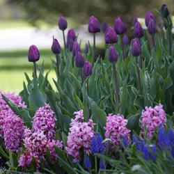 Fragrant Spring-Blooming Bulbs