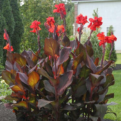 Fresh Ideas for Growing Cannas