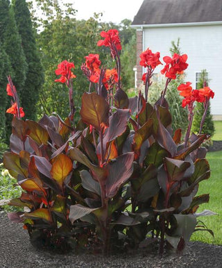 canna house plant Canna Tall Tropicanna Black - 3 rhizomes