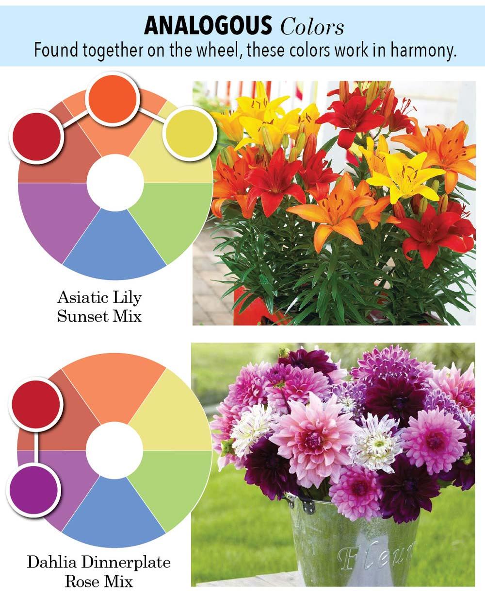 Planting Color Garden Color 101