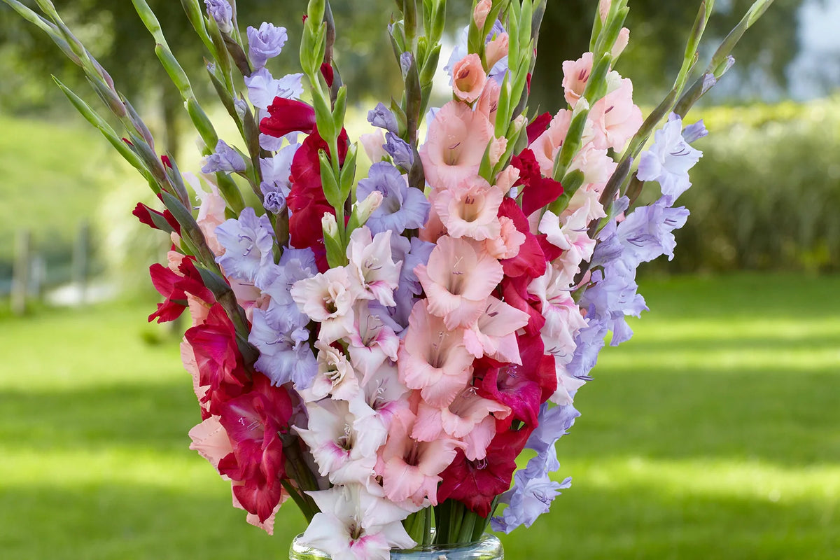 How to Store Gladiolus Bulbs Before Planting