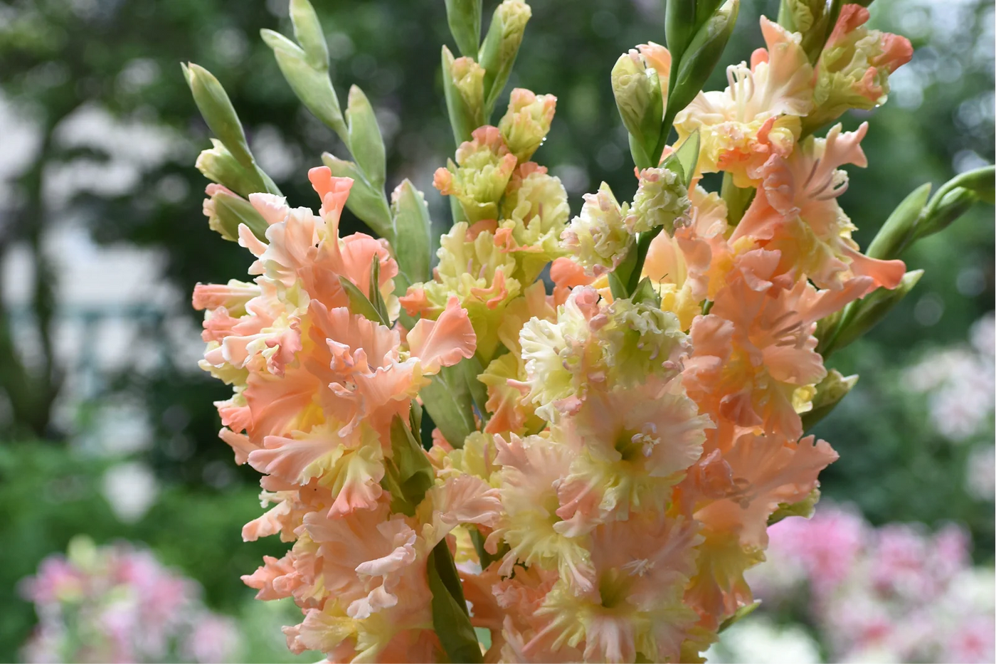 Force Gladiolus Bulbs
