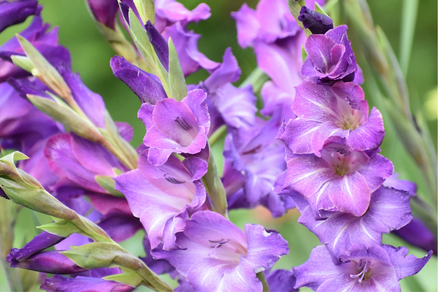 Can I Plant Gladiolus Bulbs in a Container?