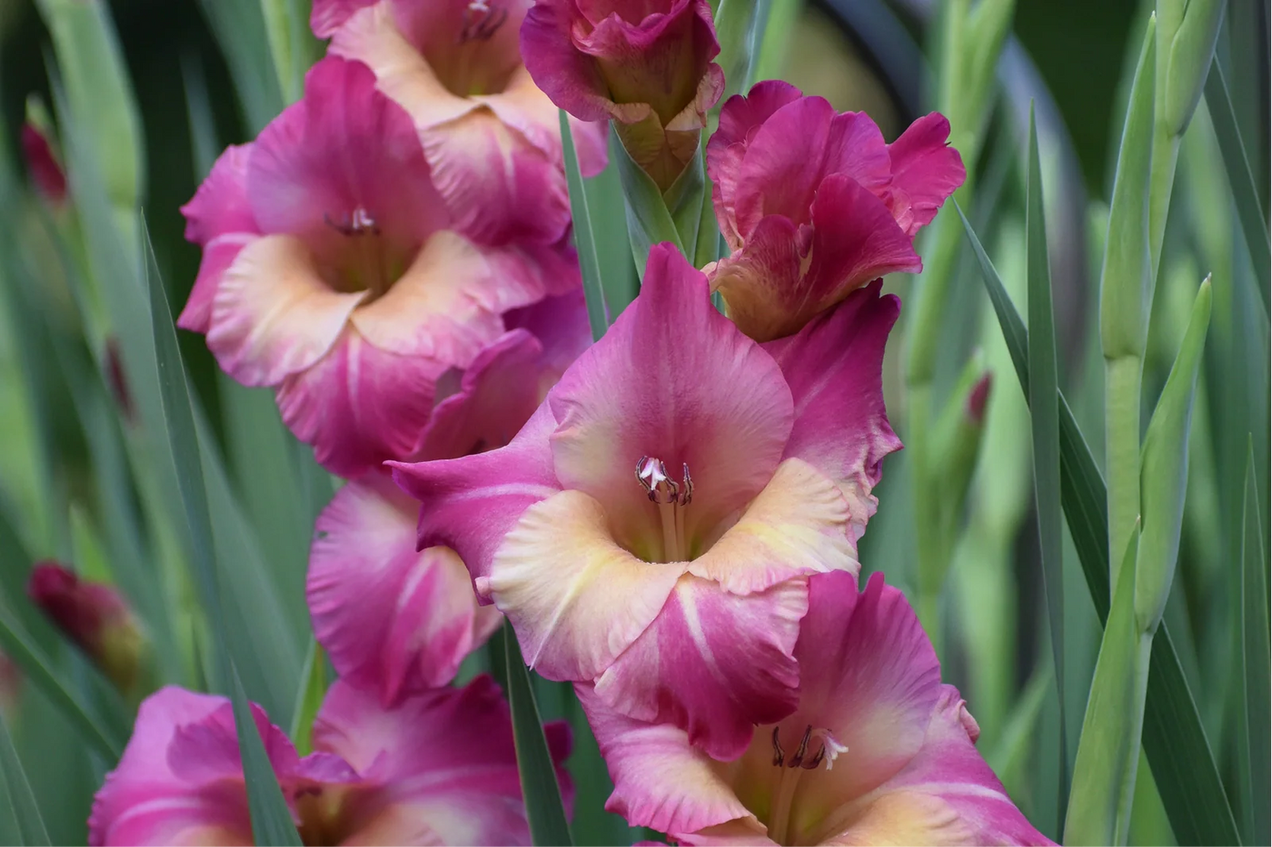 Gladiolus Murielae When to Plant for Best Results