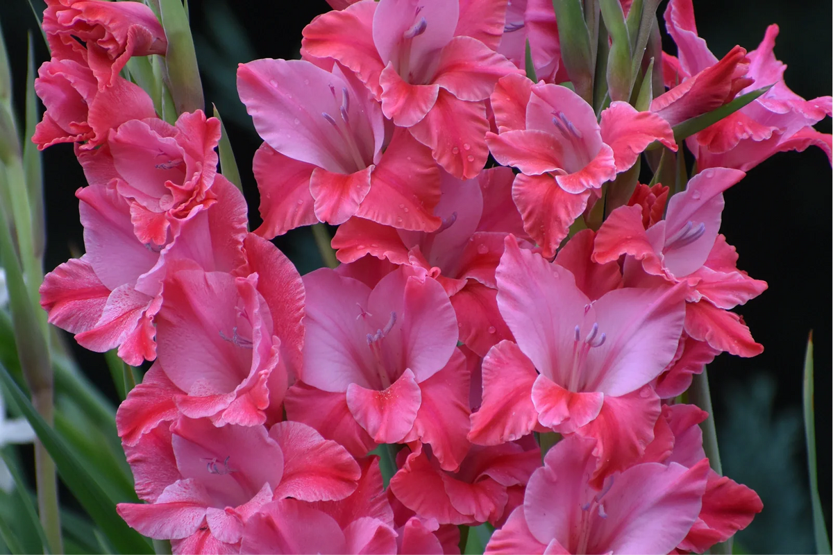 What Is the Best Time to Plant Gladiolus Bulbs?