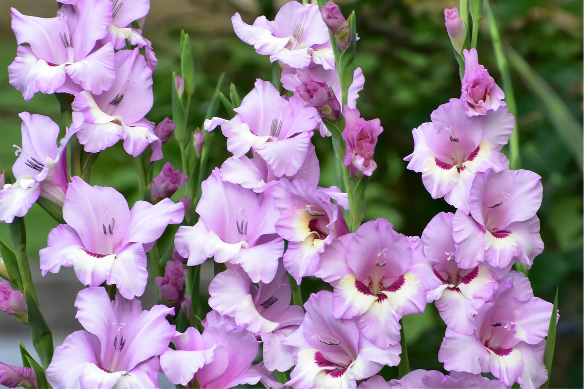 Gladiolus Flower: When to Plant for Summer Blooms