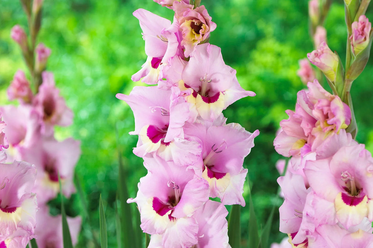 Growing Your Gladiolus Bulbs Perennial Success