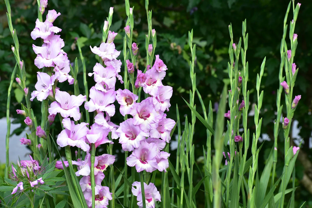 Planting Gladiolus Bulbs in the Ground for Summer Color