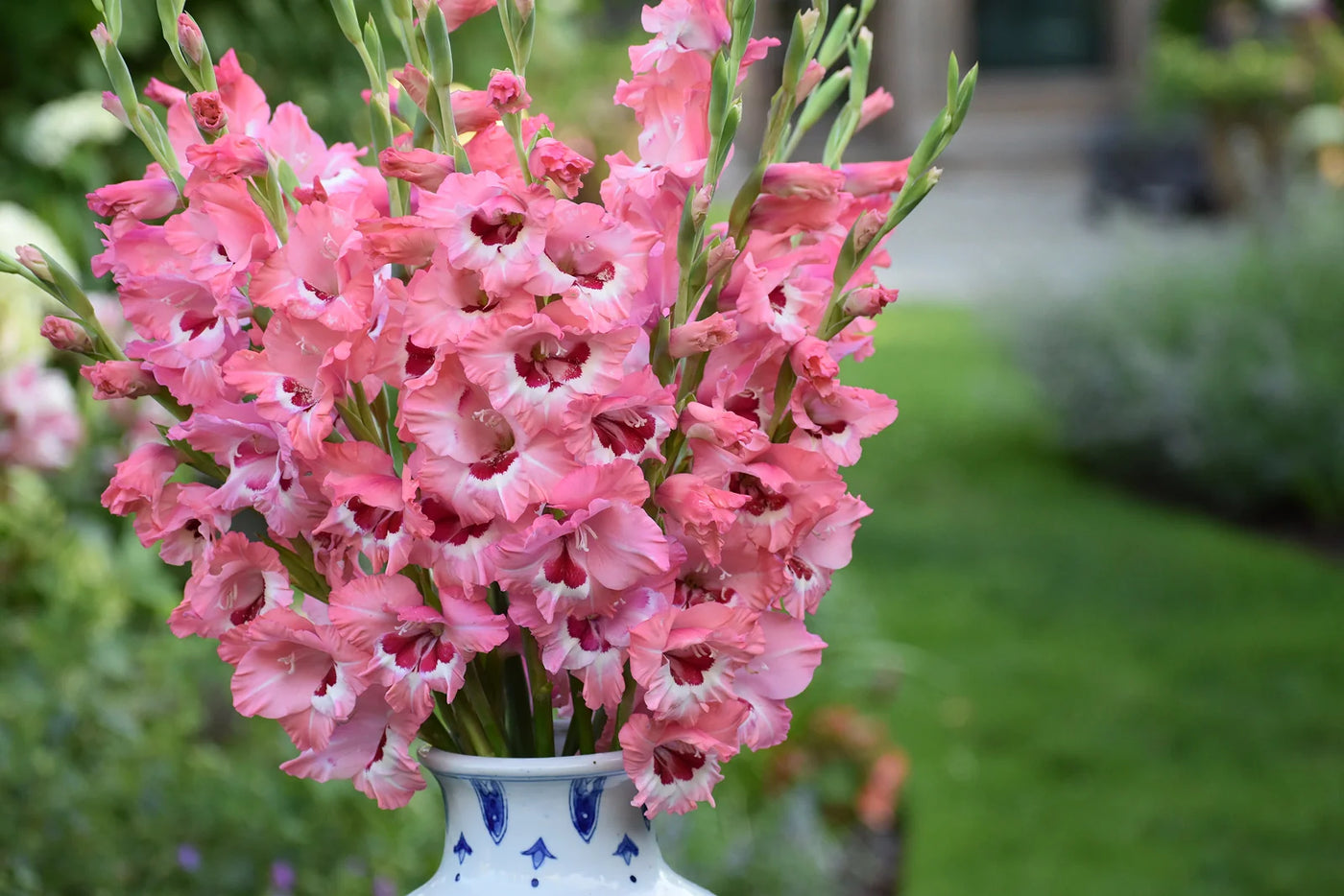 How to Successfully Plant Gladiolus Bulbs in Pots