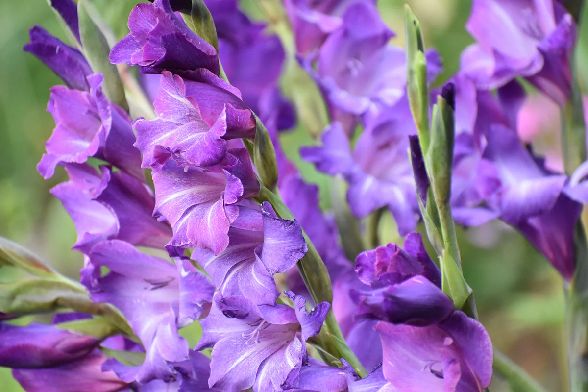 Succession Planting Gladiolus for a Full Summer of Blooms