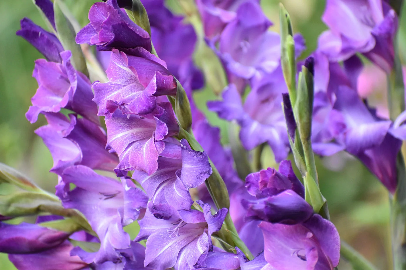 Can You Plant Gladiolus in a Container?