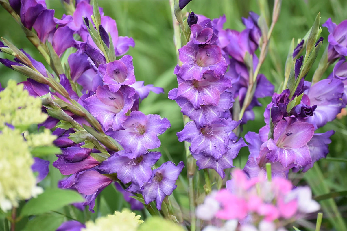 How to Grow Gladiolus Bulbs in Your Garden