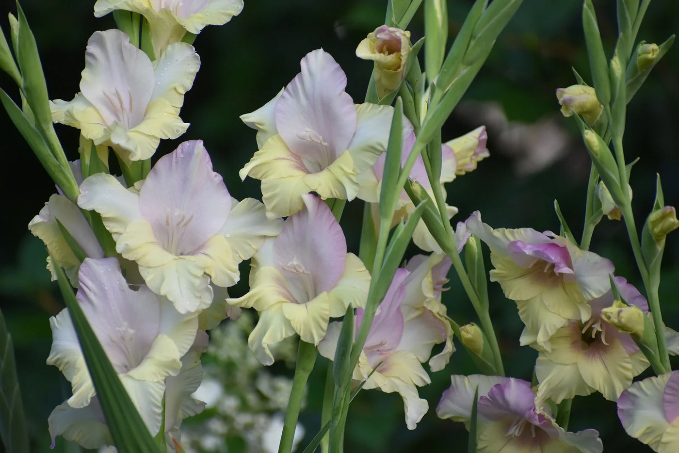 How to Store Gladiolus Bulbs Over Winter