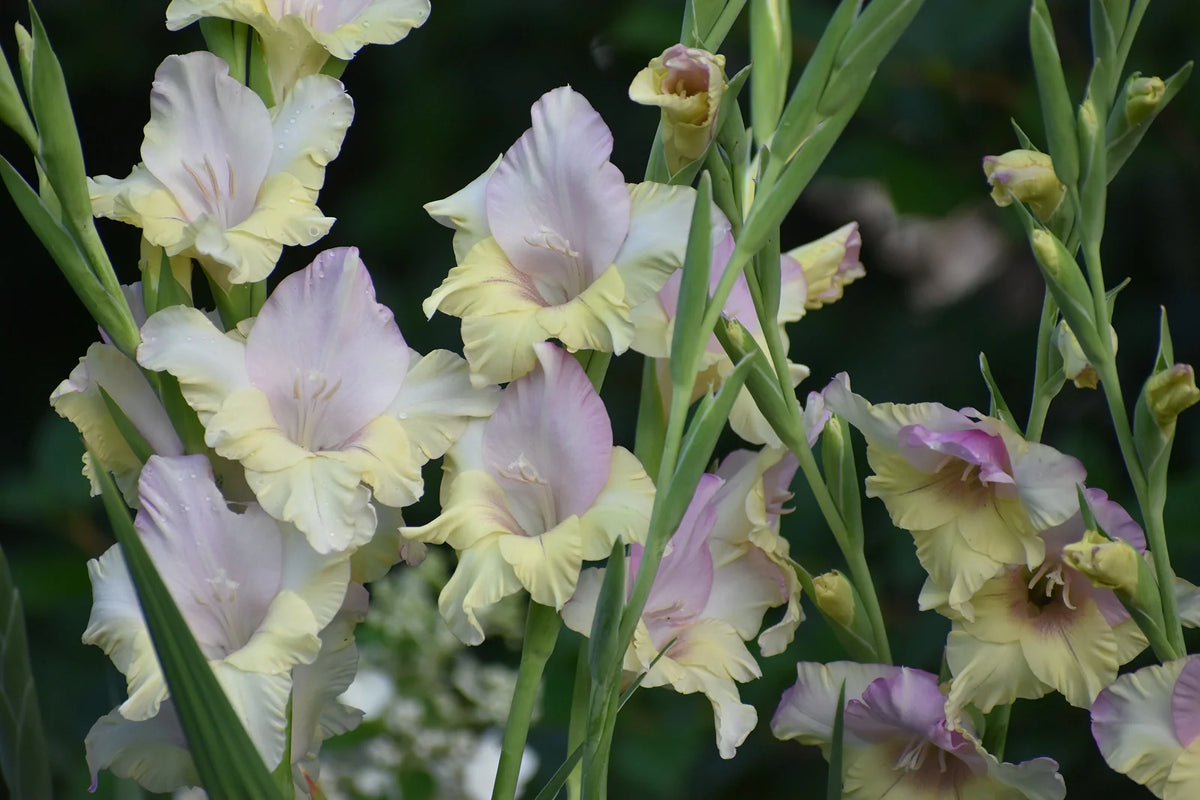 How to Grow and Care for Gladiolus as Cut Flowers