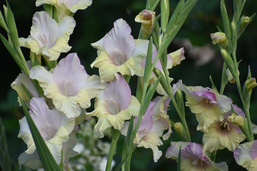How to Plant Gladiolus Bulbs in Spring