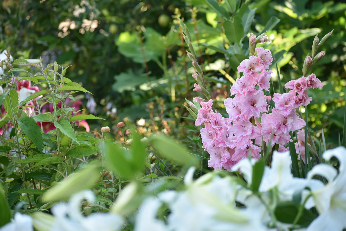 Optimal Plant Spacing for Gladiolus