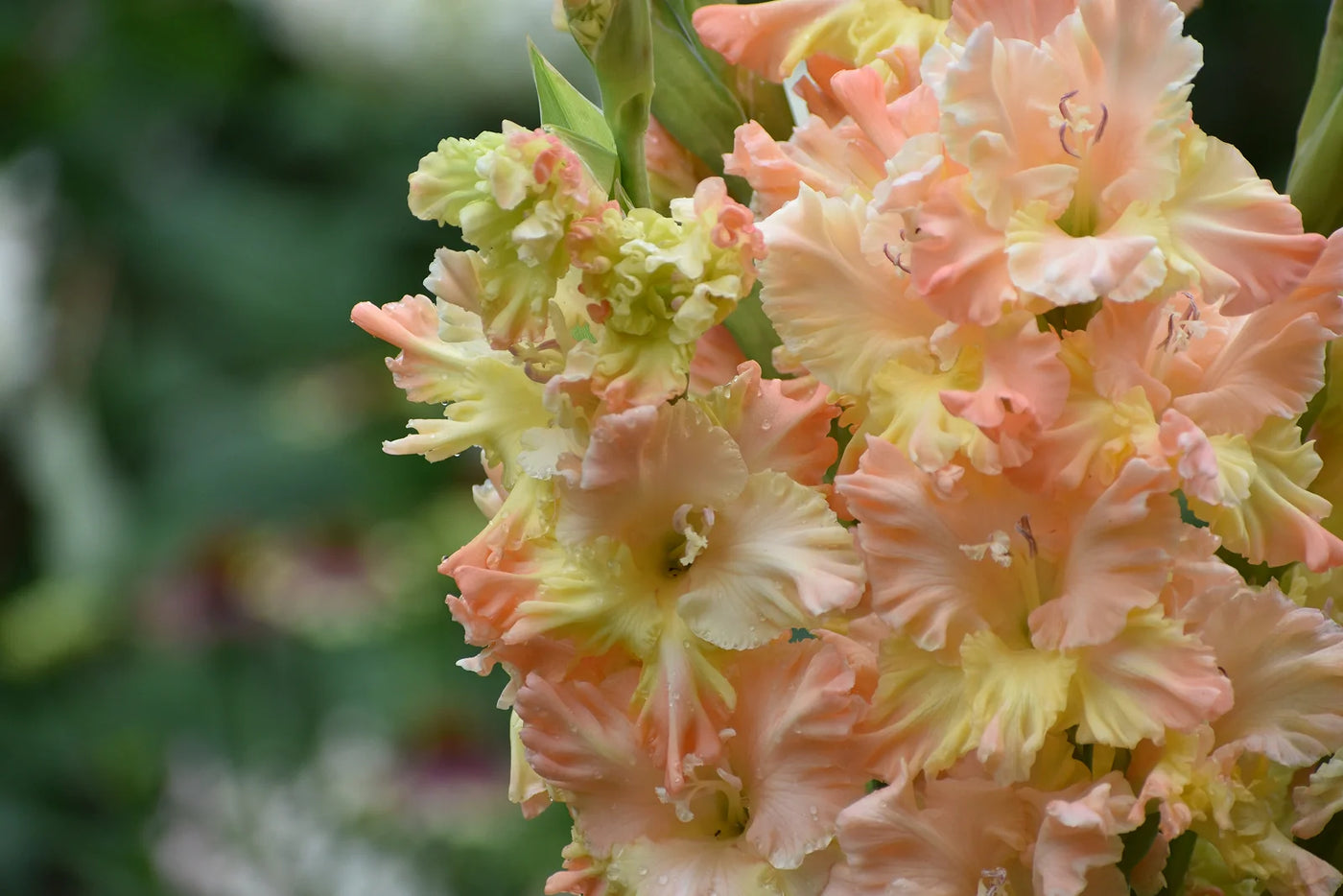 Best Gladiolus Planting Depth for Beautiful Blooms