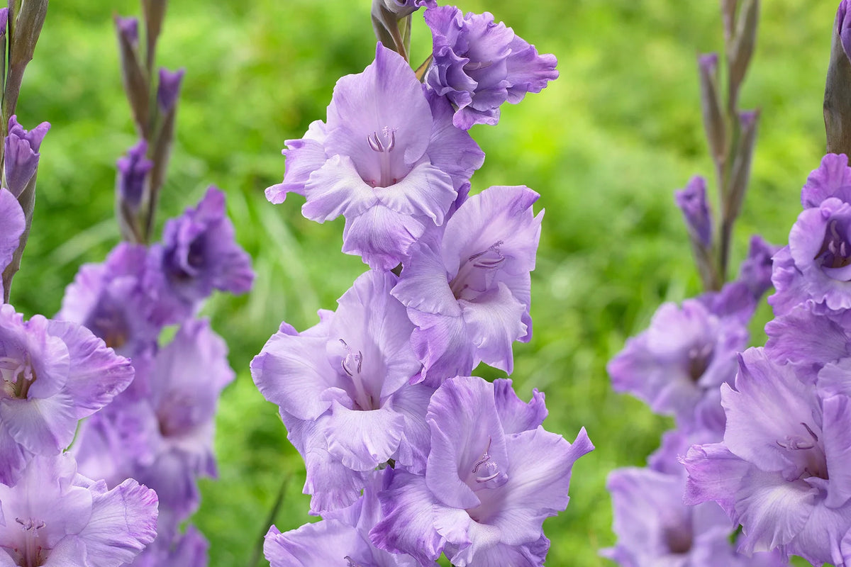 Are Gladiolus Bulbs Poisonous to Dogs? Safety and Care Tips