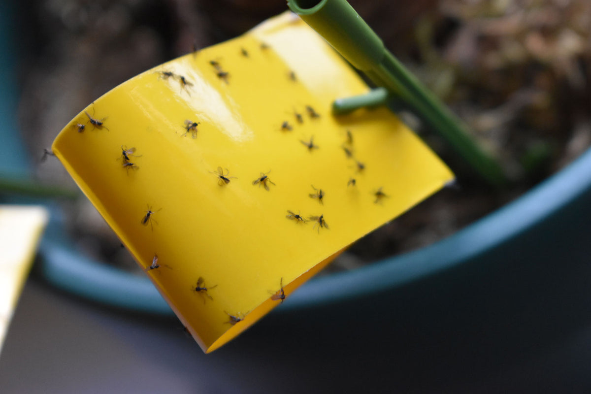 How to Control Fungus Gnats on Indoor Plants
