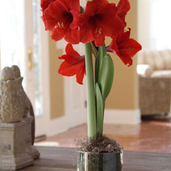 Growing Amaryllis With Kids: 6 Fun Projects