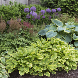 All About Hostas