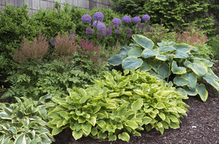 All About Hostas