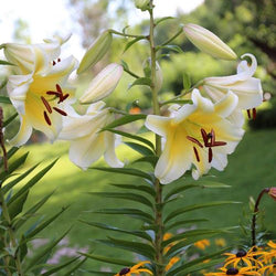 How and Why to Fertilize Your Plants