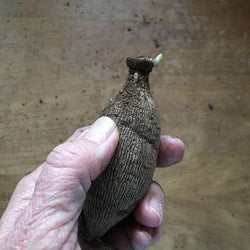 How Dahlias are Propagated