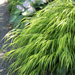 How Sunlight Affects Plants